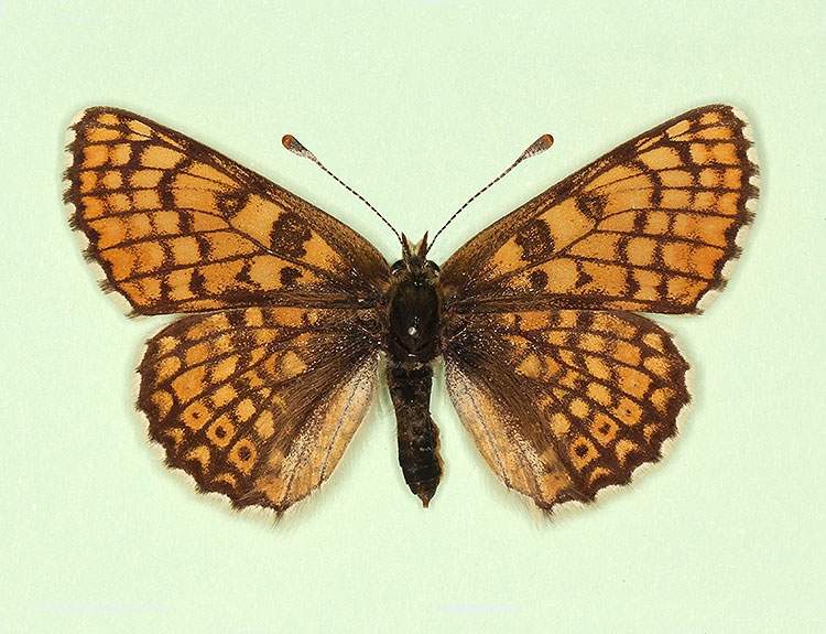 Melitaea cinxia female (aberrant form gracilens) (Internet Image property of respective owner, non-commercial use only)